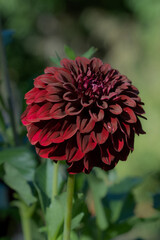 Dark Red Dahlia Vertically