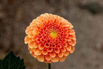 Orange Dahlia Horizontally