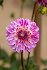 Pink Dahlia Vertically
