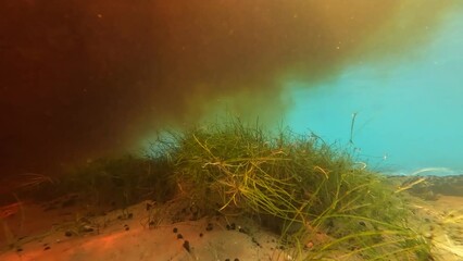 Clean vs Dirty Water with Submerged Vegetation, Florida