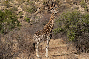 Giraffe
