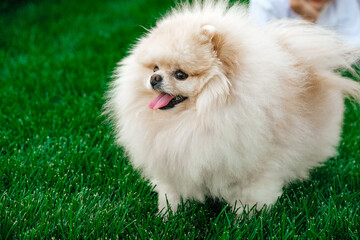 Pomeranian dog on the lawn. Fluffy dog. A loyal friend.