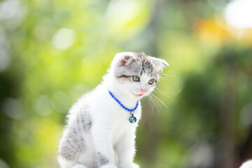 Obraz premium Two month old white-gray kitten, cute and mischievous.