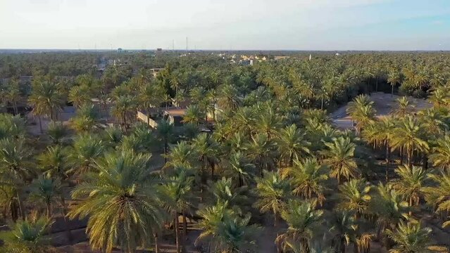 An aerial view of palm plantations in a village in Iraq Dates industry