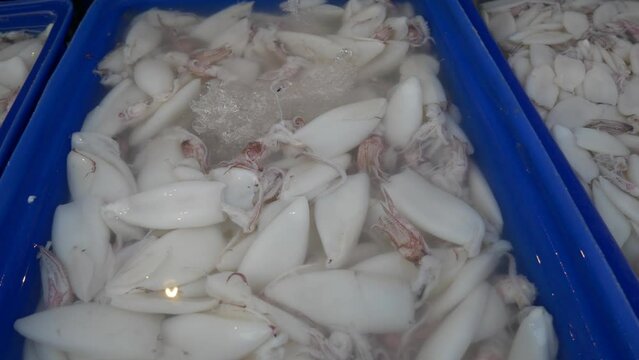 Skinned squid in water bucket for sale in thailand fish market