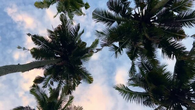 Looking up while walking under palm trees, during a colorful sunset