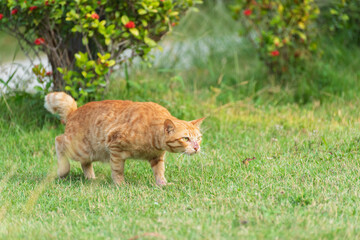 The ginger cat prowls aggressively (he sees another male) showing territorial behavior.