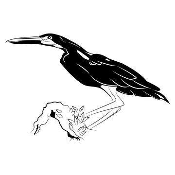 Agamia Agami Bird Illustration