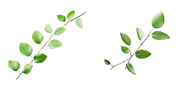 Green leaves on a transparent background