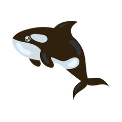 killer whale sea life