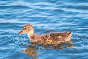 Cute little duckling swimming alone in a lake or river with calm water