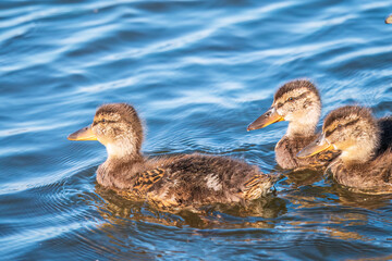 Fototapeta premium Cute little duckling swimming alone in a lake or river with calm water