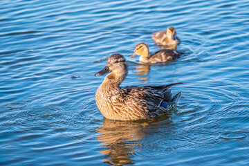 A family of ducks, a duck and its little ducklings are swimming in the water. The duck takes care of its newborn ducklings. Mallard, lat. Anas platyrhynchos
