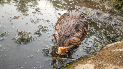 Wild animal Muskrat, Ondatra zibethicuseats, eats on the river bank