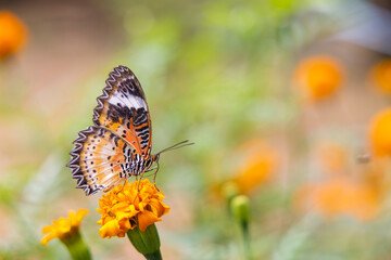 Colorful butterfly are drinking nectar and pollinating yellow-orange flowers in the midst of a flower garden. The beauty of nature's work.