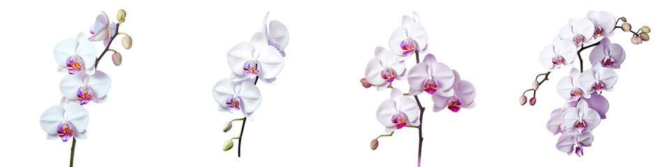 Fototapeta na wymiar transparent background with isolated white and purple orchid