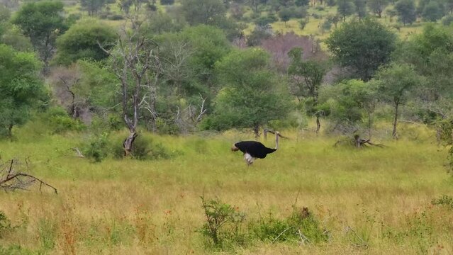 Large ostrich looking for food in Kruger National Park, South Africa