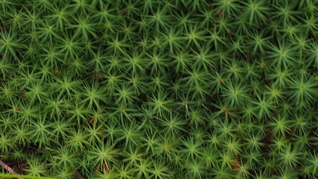 Green moss close-up background, mosses surface of wood log in beautiful forest background. Star Moss, Polytrichum commune, seen from above. Twisted Moss is a natural star shaped moss.