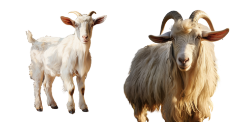 Gorgeous goat on a rural farm striking a pose transparent background