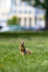 Squirrel in the Park