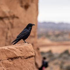 raven on the rock