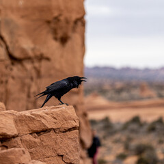 crow on a rock