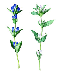 手描き水彩のリンドウイラストセット