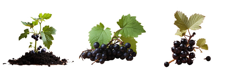 Black currant seedlings on a transparent background