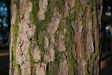 pine bark. texture of old pine bark. moss covers pine bark