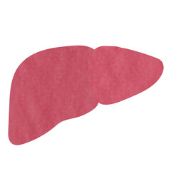 かわいいタッチの肝臓のイラスト