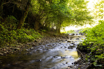 Peaceful steam in the forest - long exposure