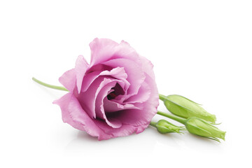 Fototapeta premium Beautiful pink eustoma flower (lisianthus or prairie gentian) with buds isolated on white background close-up