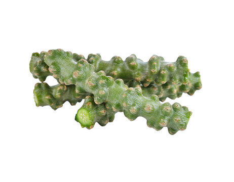 Tinospora cordifolia herb transparent png