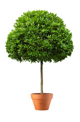 potted plant, isolated