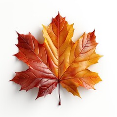 Colorful autumn leaf isolated on white background