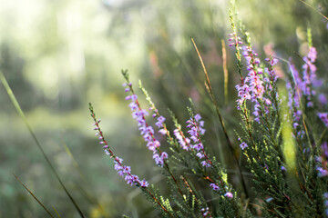 Blooming evergreen shrub heather in autumn in September in the forest in the early morning in the sun