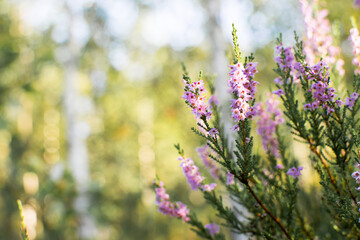 Blooming evergreen shrub heather in autumn in September in the forest in the early morning in the sun