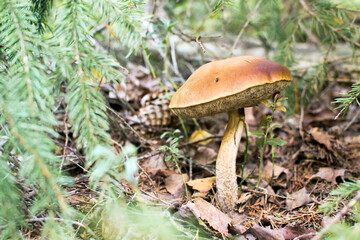 Boletus mushrooms in the morning in autumn in the forest in September grow in the grass