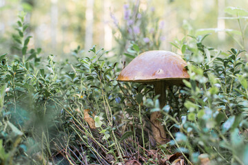 Boletus mushrooms in the morning in autumn in the forest in September grow in the grass
