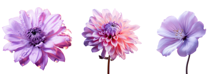 Closeup of a lovely purple bloom isolated on a transparent background
