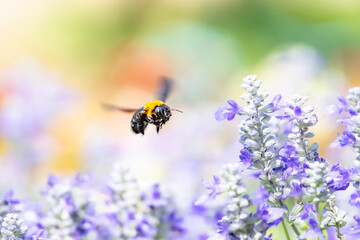 花畑で蜜を集めるクマバチ