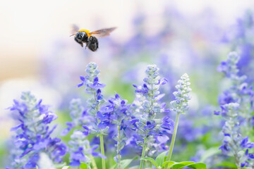 花畑で蜜を集めるクマバチ