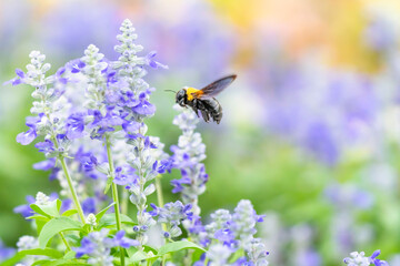 花畑で蜜を集めるクマバチ