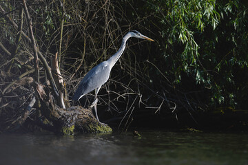 A beautiful bird perched on a branch by the water Wild Danube Delta ecosystem