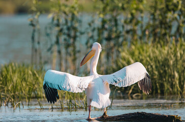 A majestic white bird perched on a log in the tranquil waters Wild Danube Delta ecosystem
