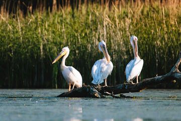 Pelicans perched on a log in the water Wild Danube Delta ecosystem