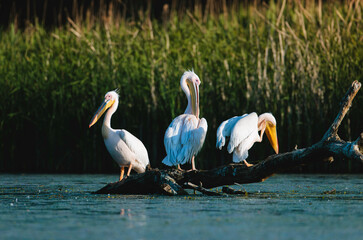 A group of pelicans perched on a log in the water Wild Danube Delta ecosystem