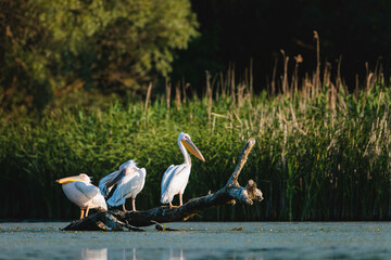 Pelicans perched on a log in a serene water setting Wild Danube Delta ecosystem