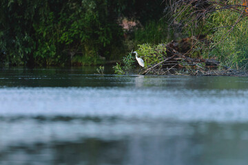 A graceful white bird perched on a serene body of water Wild Danube Delta ecosystem