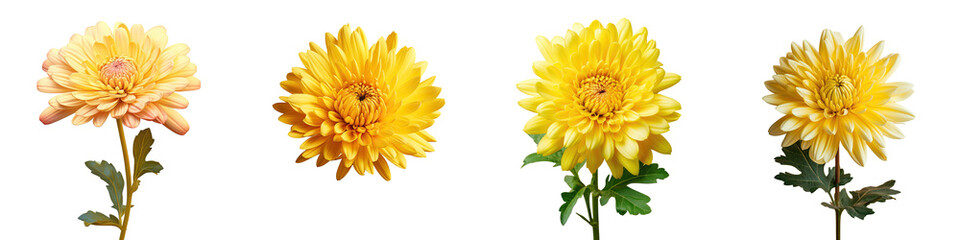 Yellow chrysanthemum standing out against transparent background